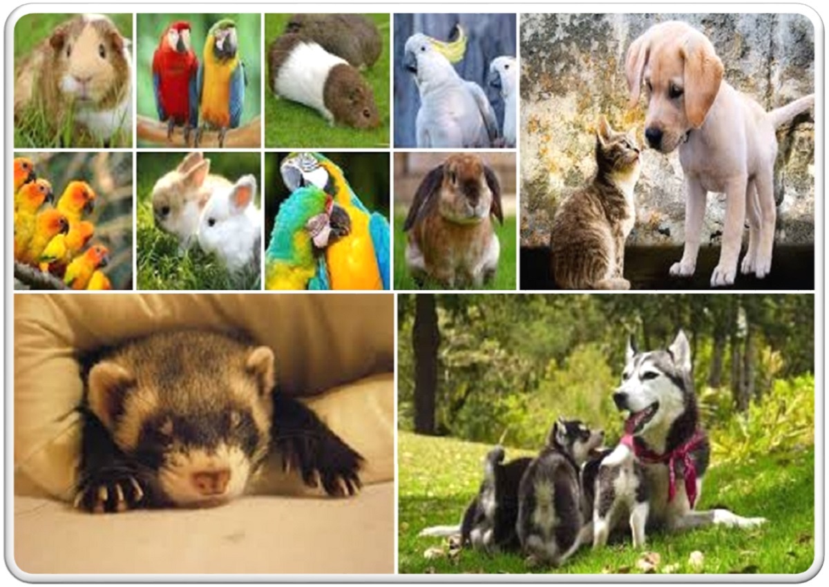 GLI ANIMALI DOMESTICI DA TENERE IN CASA - Animali in casa