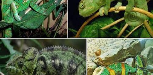 il camaleonte un rettile straordinario.