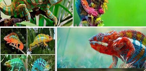 i colori e il mimetismo del camaleonte.