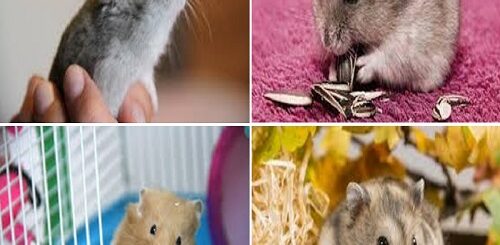 i fattori da considerare per l’acquisto del criceto.