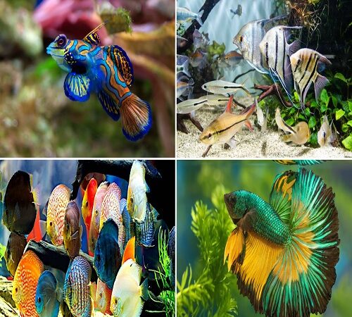 come scegliere i pesci di qualità per l’acquario.