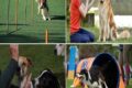 I METODI DI ADDESTRAMENTO DEL CANE