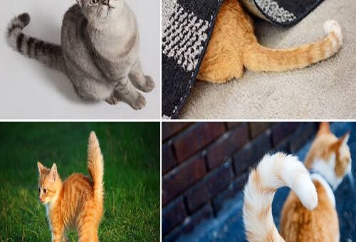 la coda del gatto: un elemento di comunicazione.