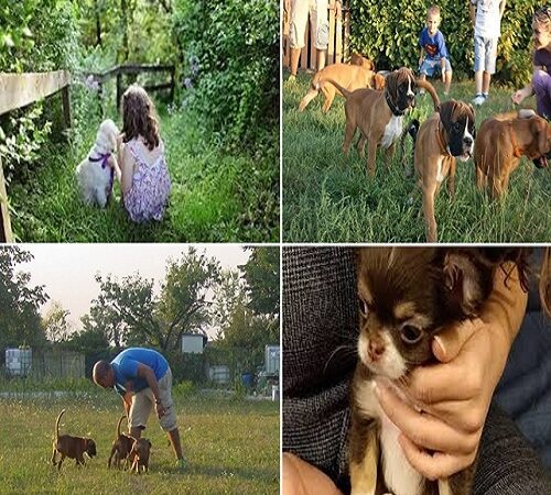 la socializzazione nel cucciolo di cane.