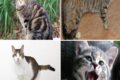 LE CARATTERISTICHE DEL GATTO EUROPEO