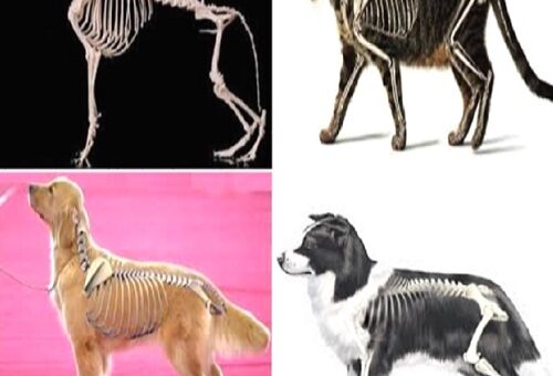 la colonna vertebrale nei cani e nei gatti.