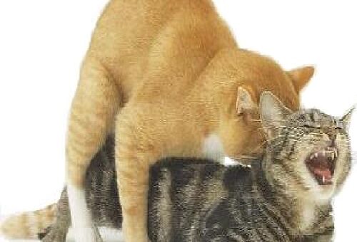 il gatto maschio e l’istinto riproduttivo.